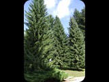 DSCF6375