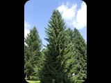 DSCF6376