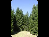 DSCF6388