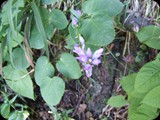 DSCF6422