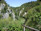 DSCF6484
