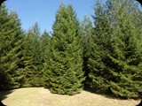 SAM_0614