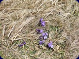 DSCF5842