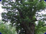 PRIBRAM0007