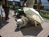 DSCF4437
