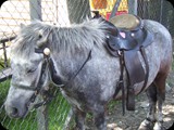 DSCF4445
