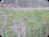 DSCF4592