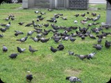 DSCF4867