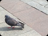DSCF4902