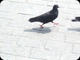 DSCF4903