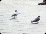 DSCF4905