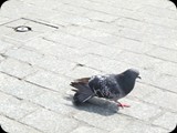 DSCF4906