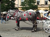 DSCF4910