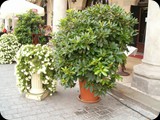 HPIM3467