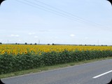 DSCF4379